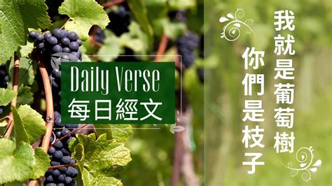 葡萄樹英文|葡萄 in English